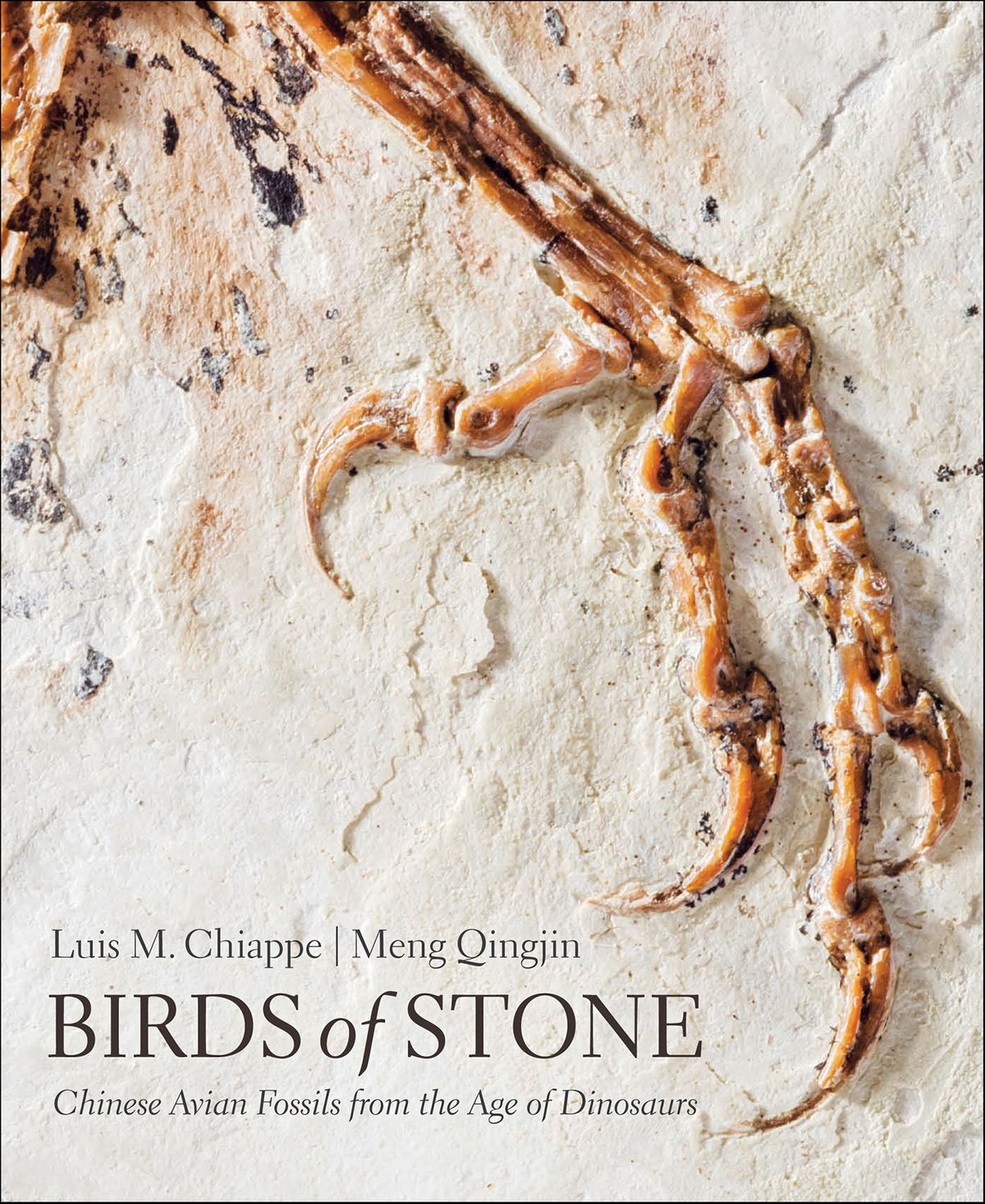 Birds of Stone: Chinese Avian Fossils from the Age of Dinosaurs